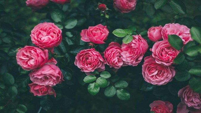 /detail/20276.html